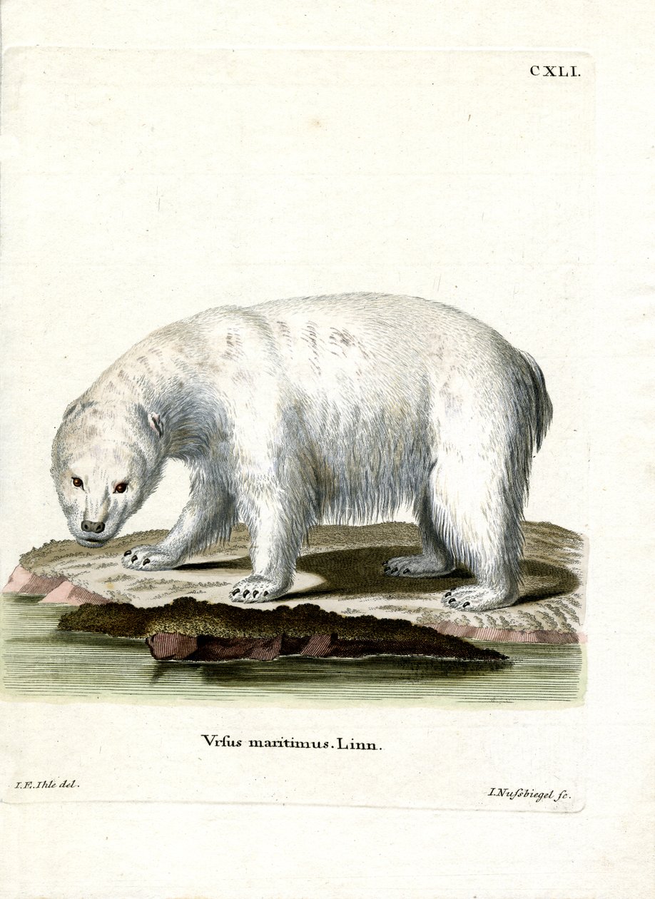 Eisbär von German School