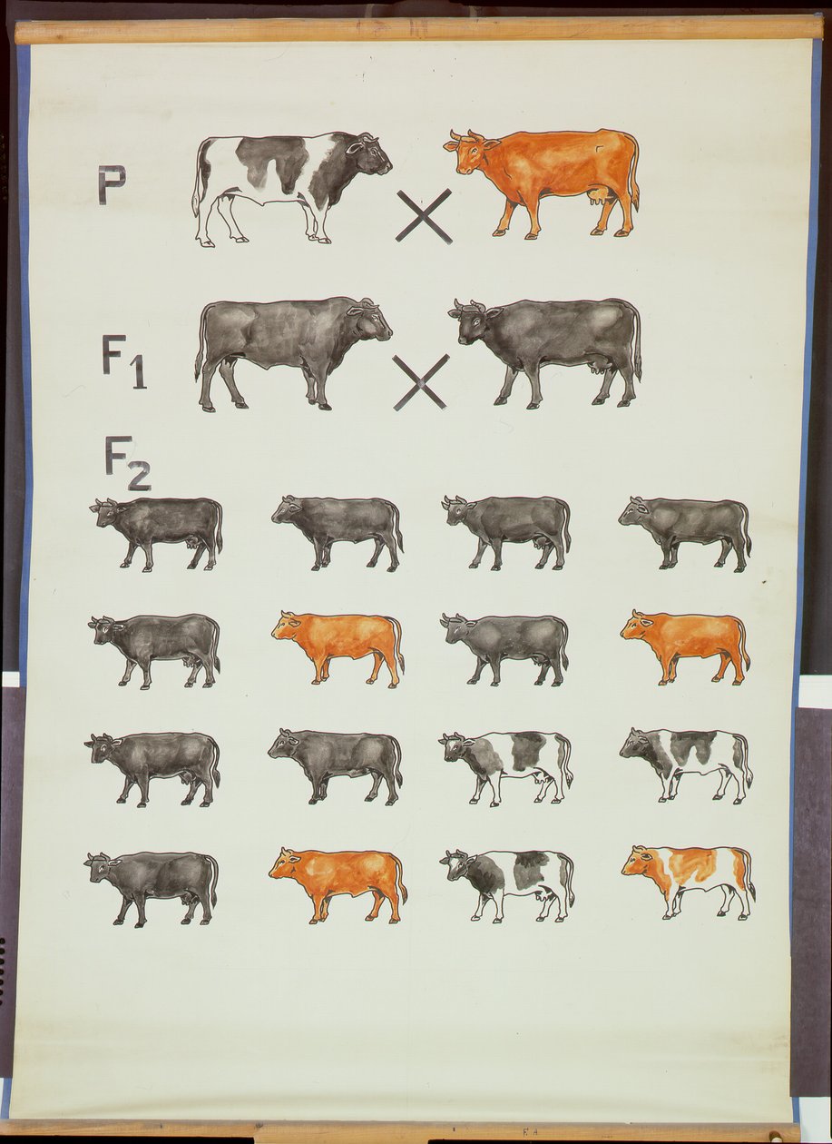 Poster, das Mendels Gesetz bei Rindern zeigt von German School