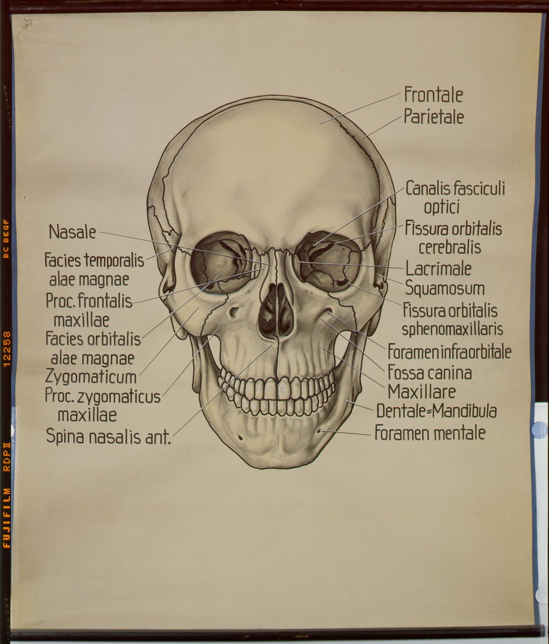 Poster eines menschlichen Schädels von German School