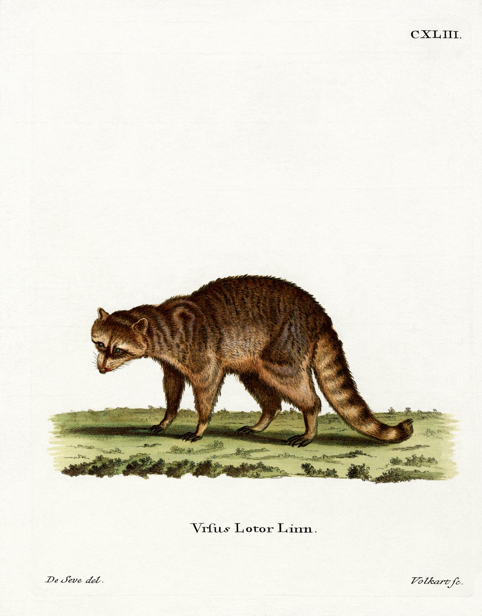 Waschbär von German School