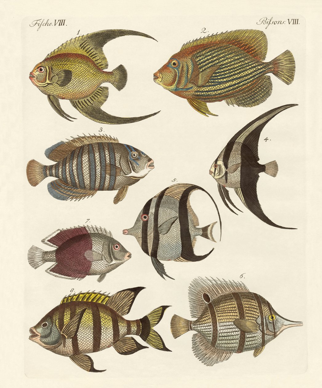 Seltene indische Fische von German School