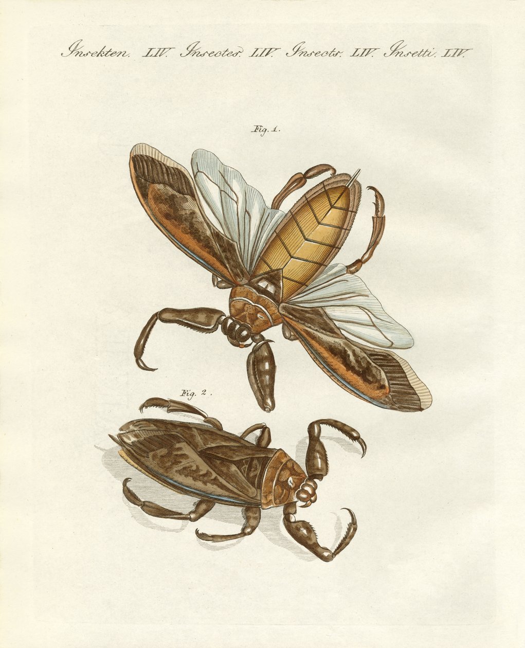 Seltene Insekten von German School