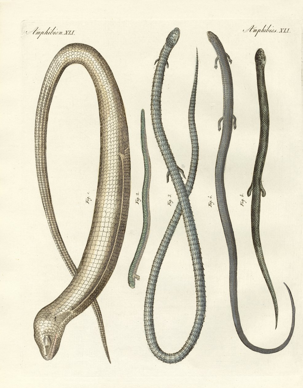 Seltene Reptilien von German School
