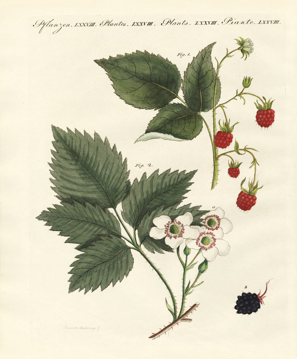Himbeeren und Brombeeren von German School