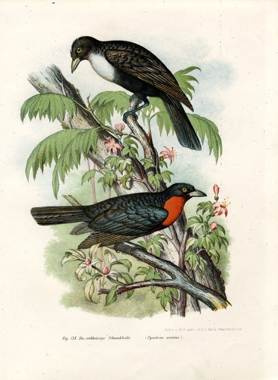 Rotkragen-Fruchtkrähe, 1864 von German School