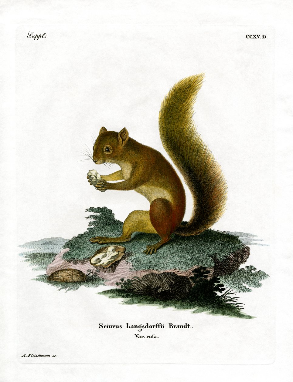 Rotes Eichhörnchen von German School