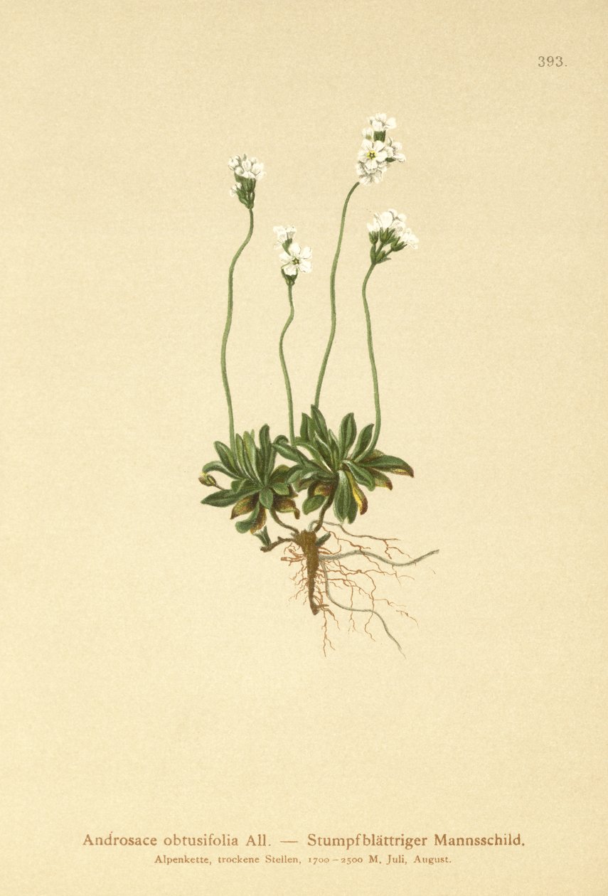 Felsen-Mannsschild (Androsace obtusifolia) von German School