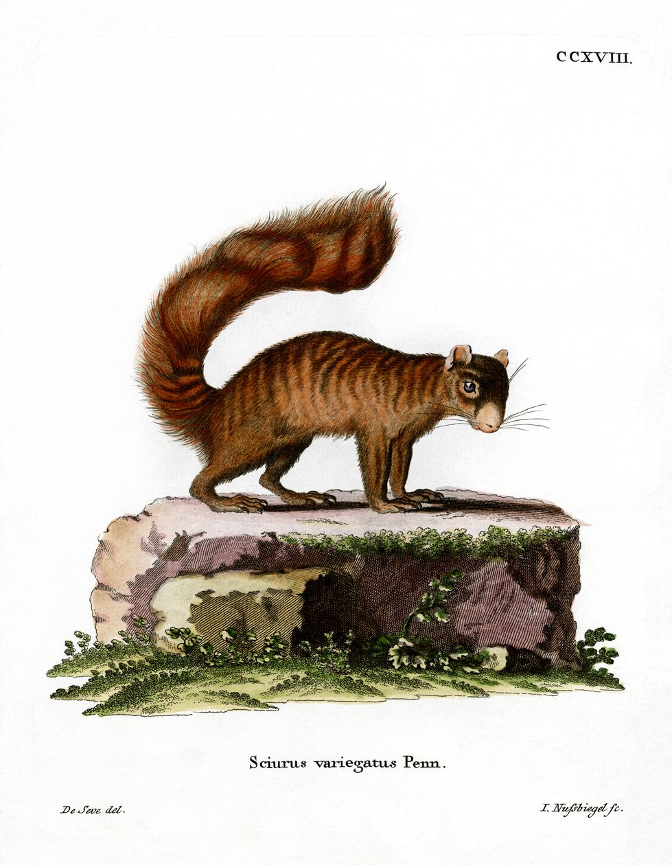 Felseichhörnchen von German School