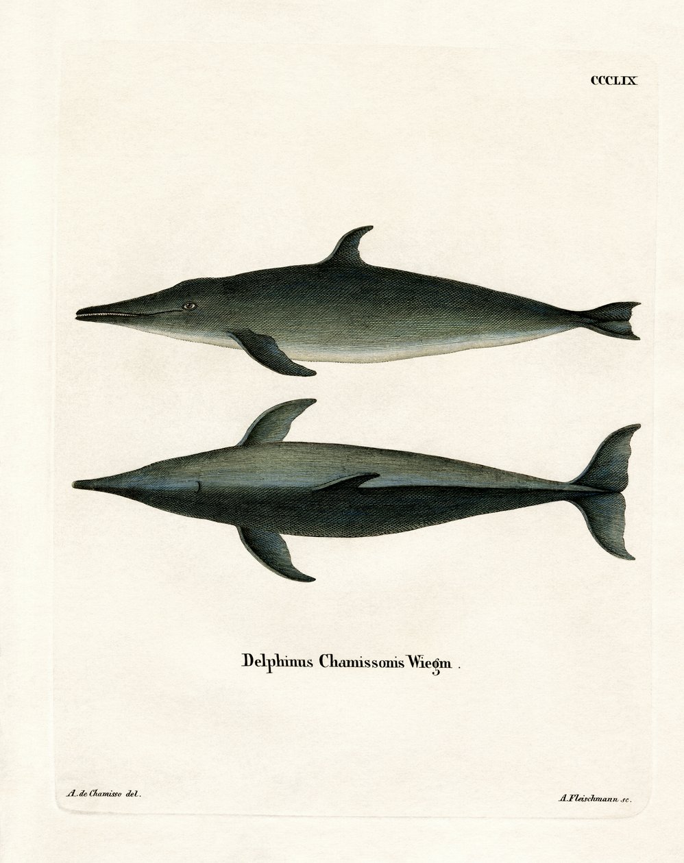 Rauhzahndelfin von German School