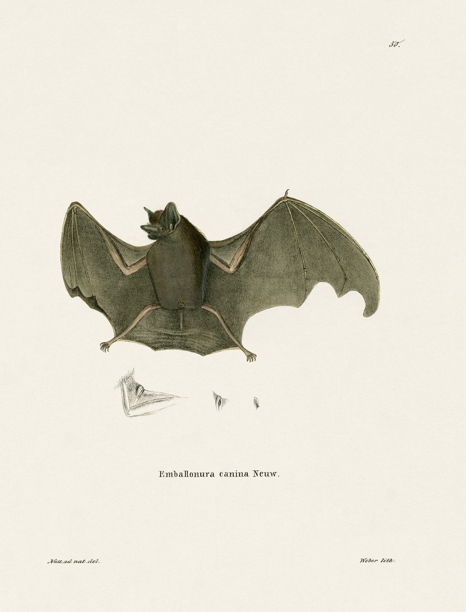 Sackflügelfledermaus von German School