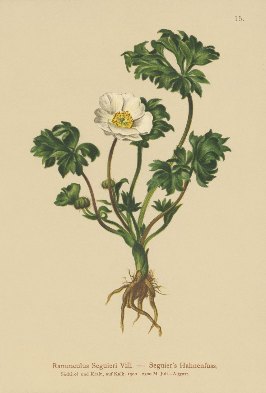 Seguiers Hahnenfuß (Ranunculus Seguieri) von German School