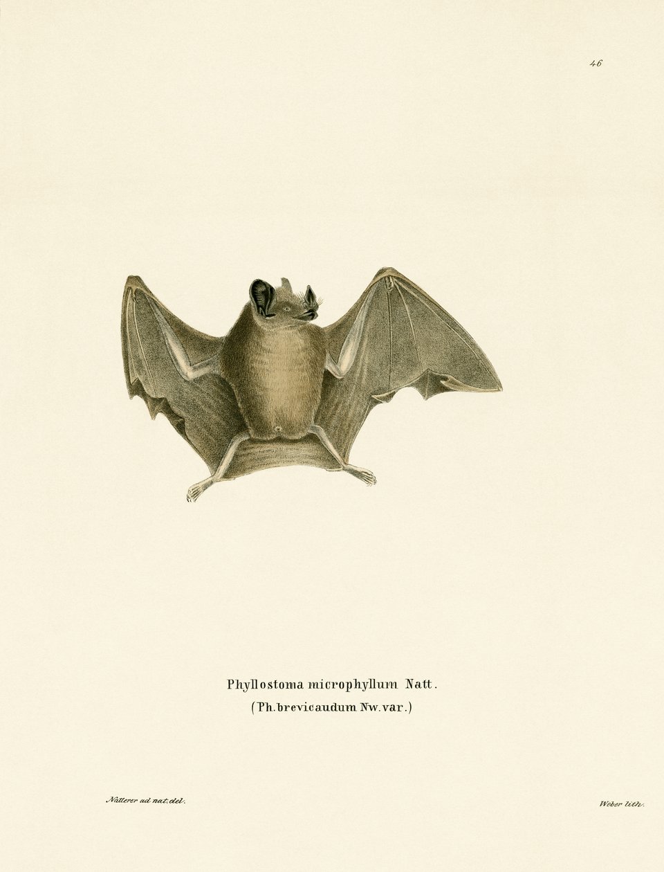 Seidige Kurzschwanzfledermaus von German School