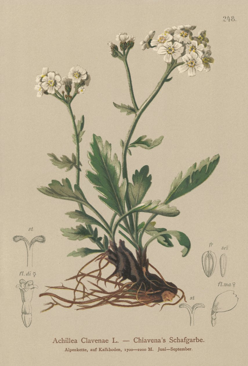 Silber-Schafgarbe (Achillea clavenae) von German School