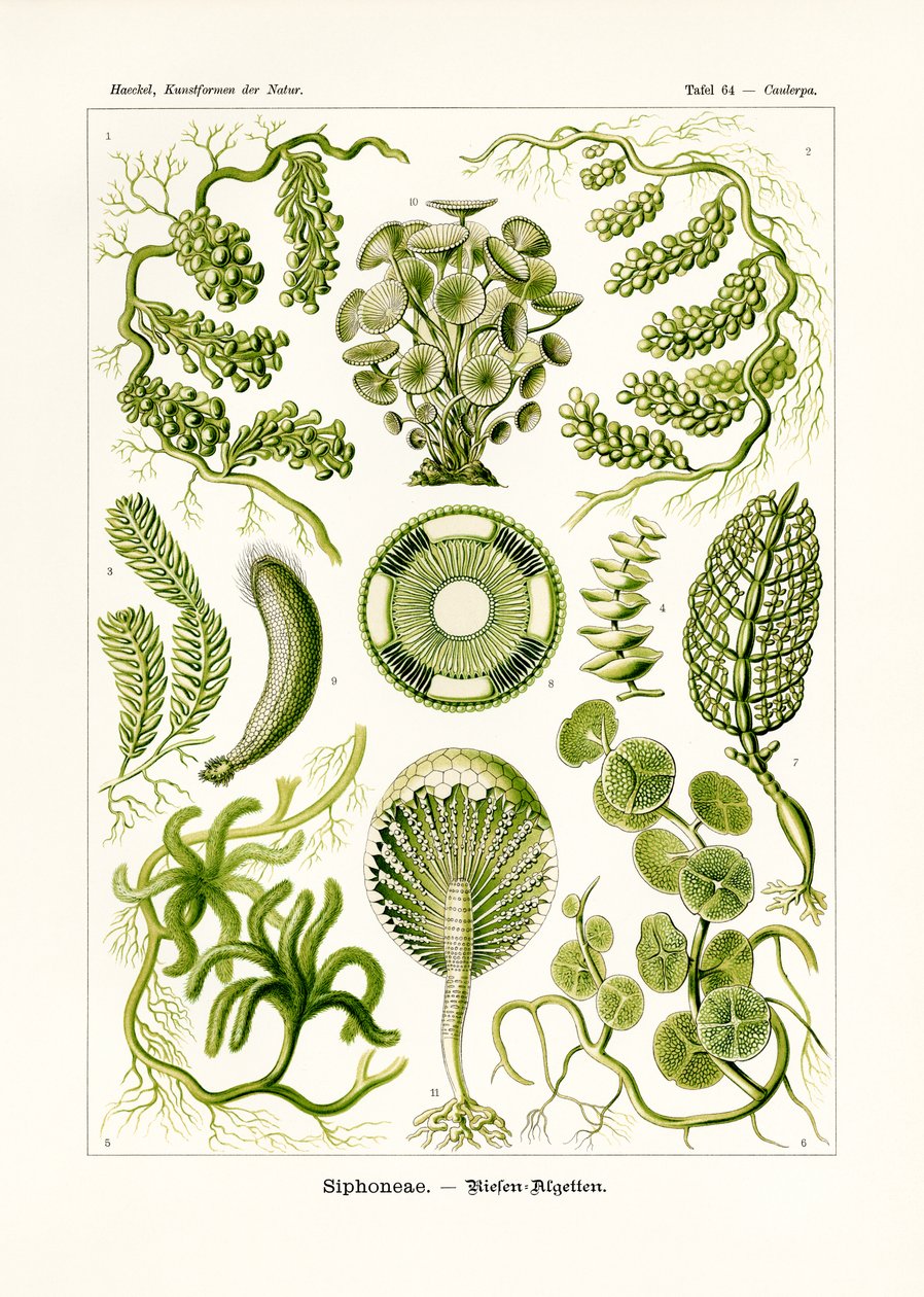 Siphoneae von German School