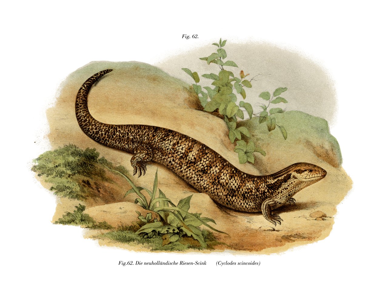 Skink von German School