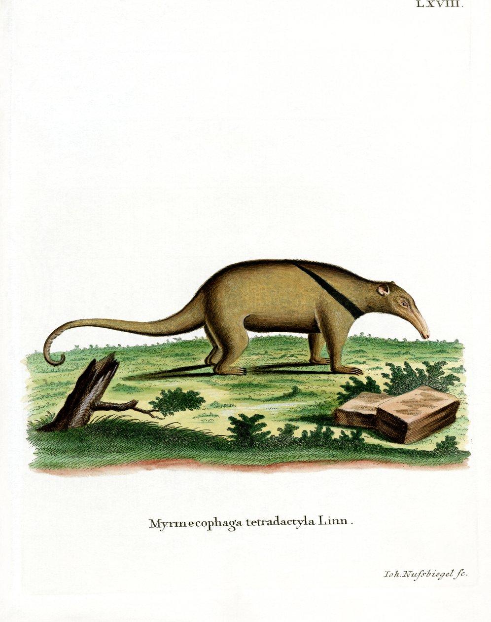 Südlicher Tamandua von German School