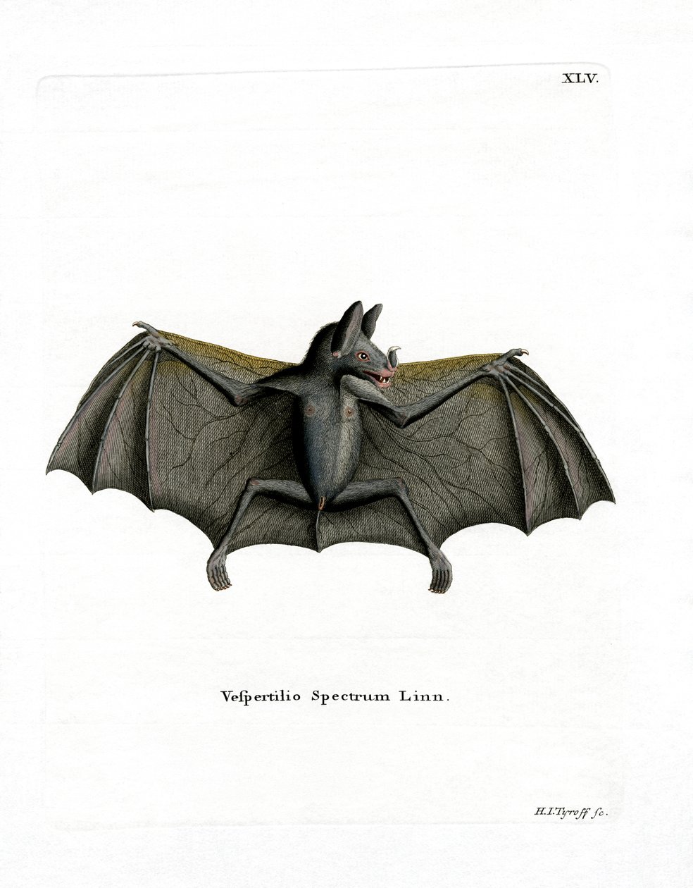 Spektralfledermaus von German School