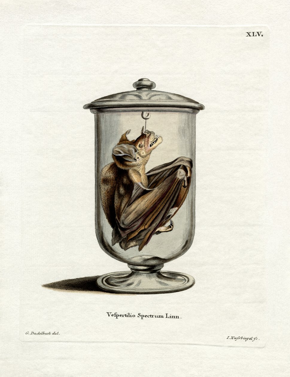 Spektralfledermaus von German School