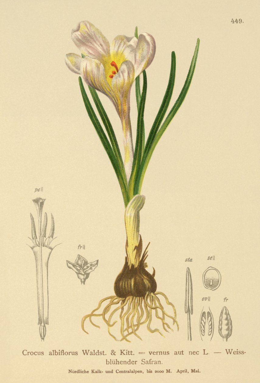 Frühlings-Krokus von German School