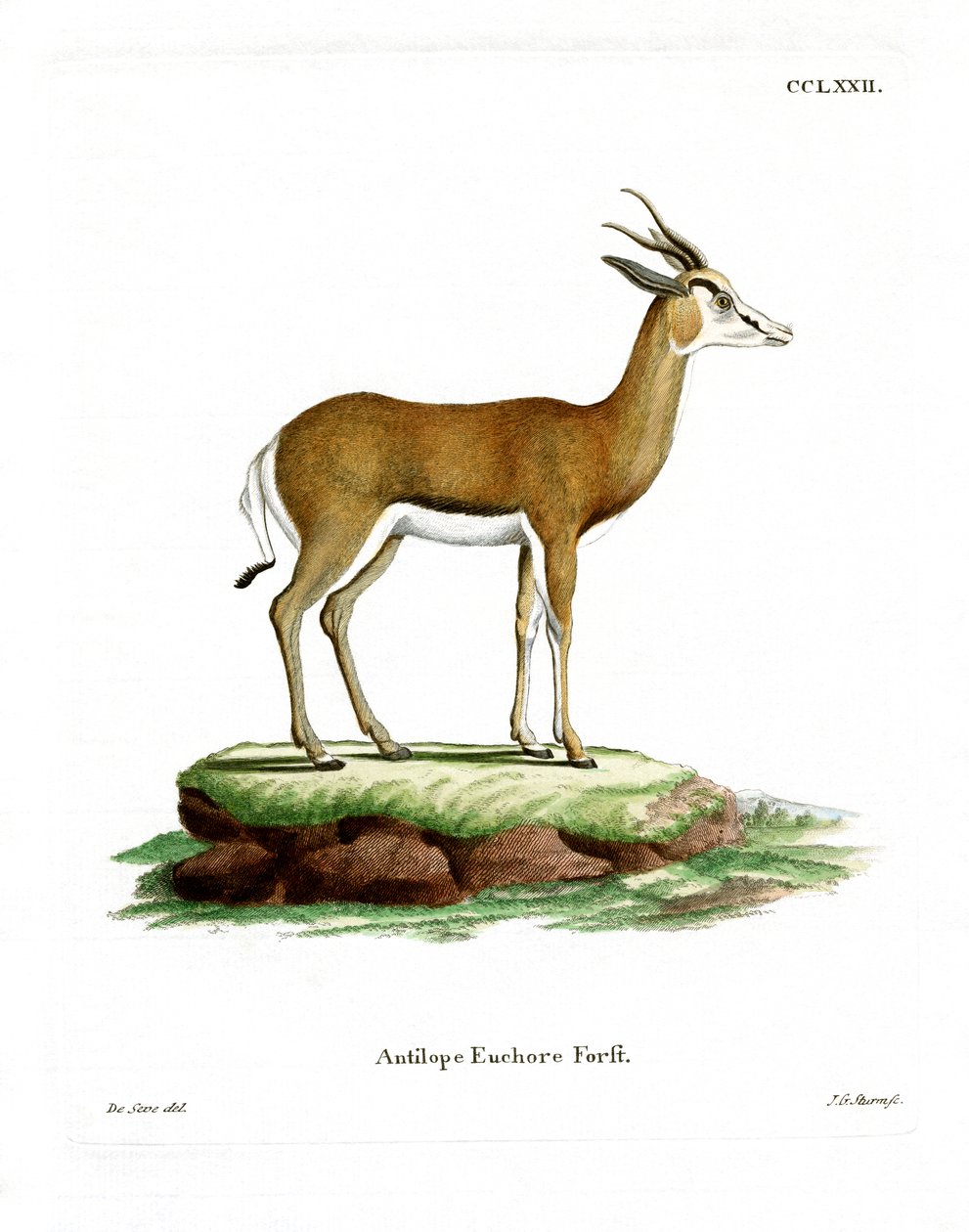 Springbock von German School