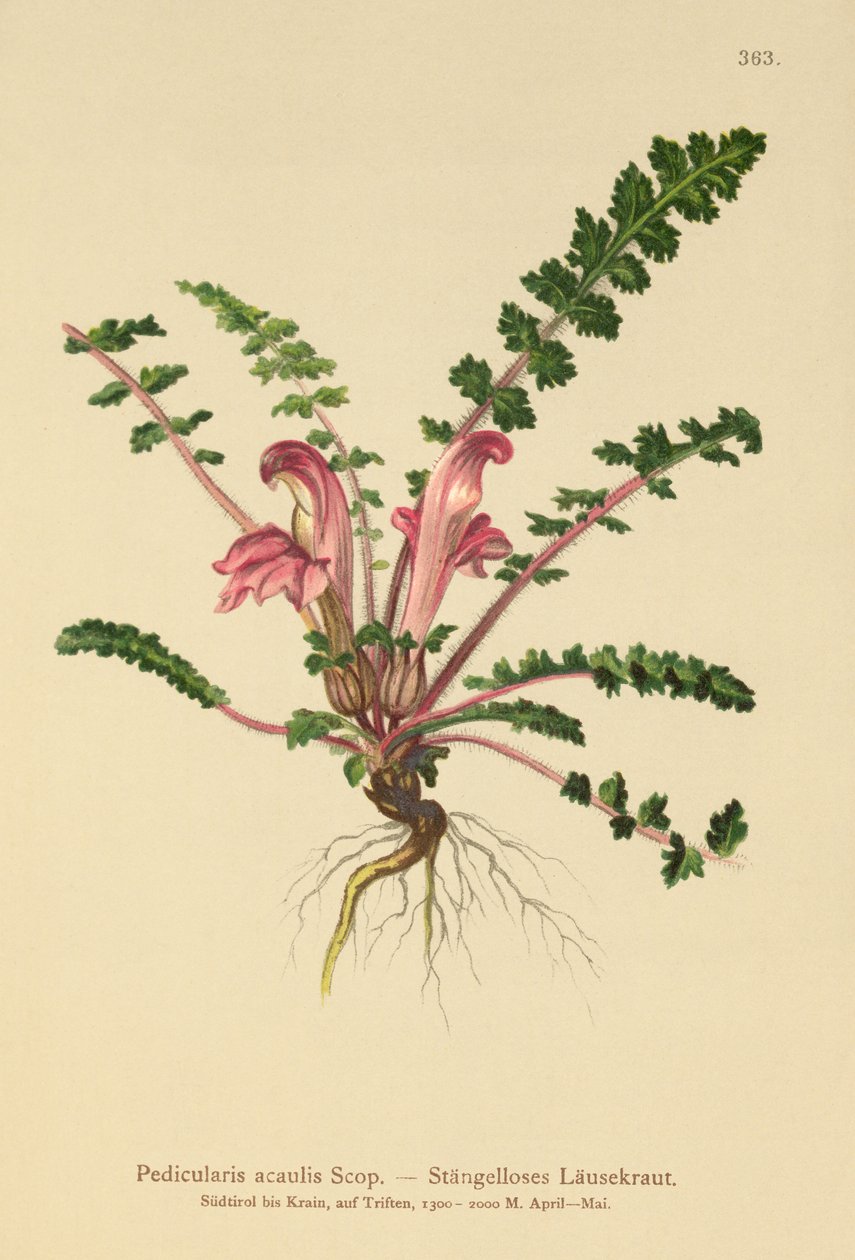 Stängelloses Läusekraut (Pedicularis acaulis) von German School
