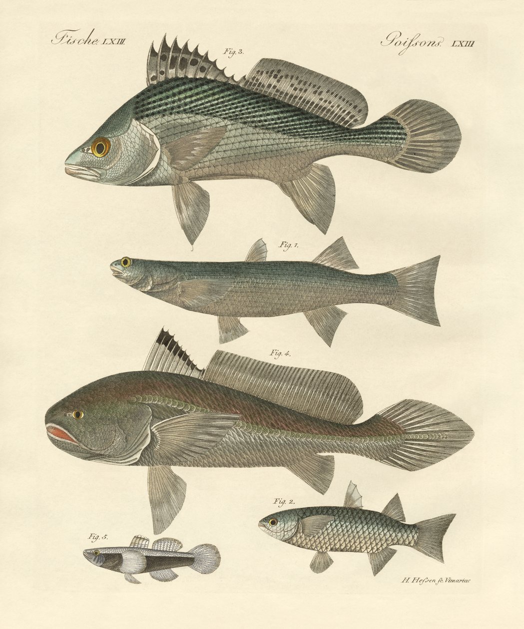 Seltsame Fische aus dem Ganges von German School