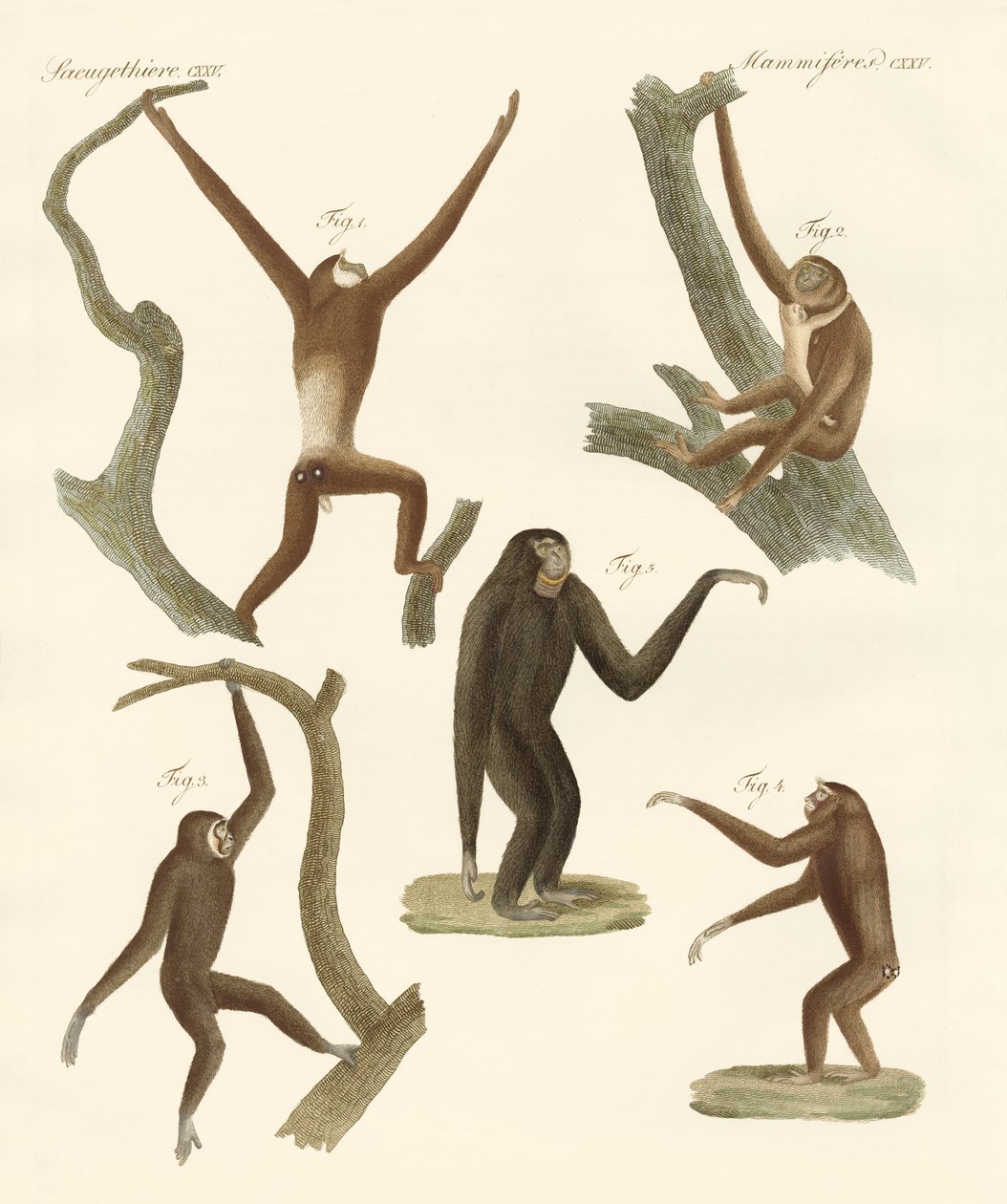 Seltsame Gibbons von German School