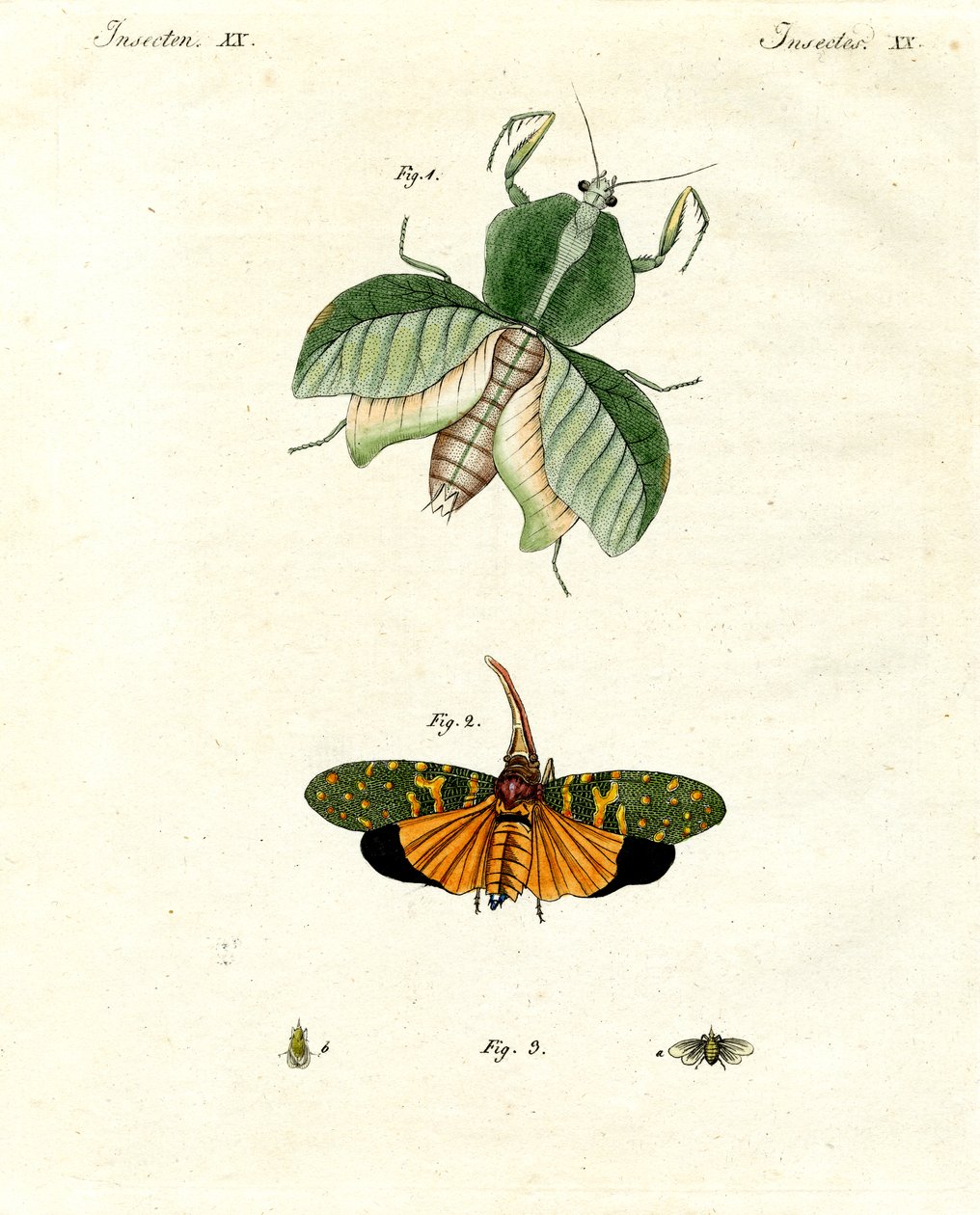Seltsame Insekten von German School