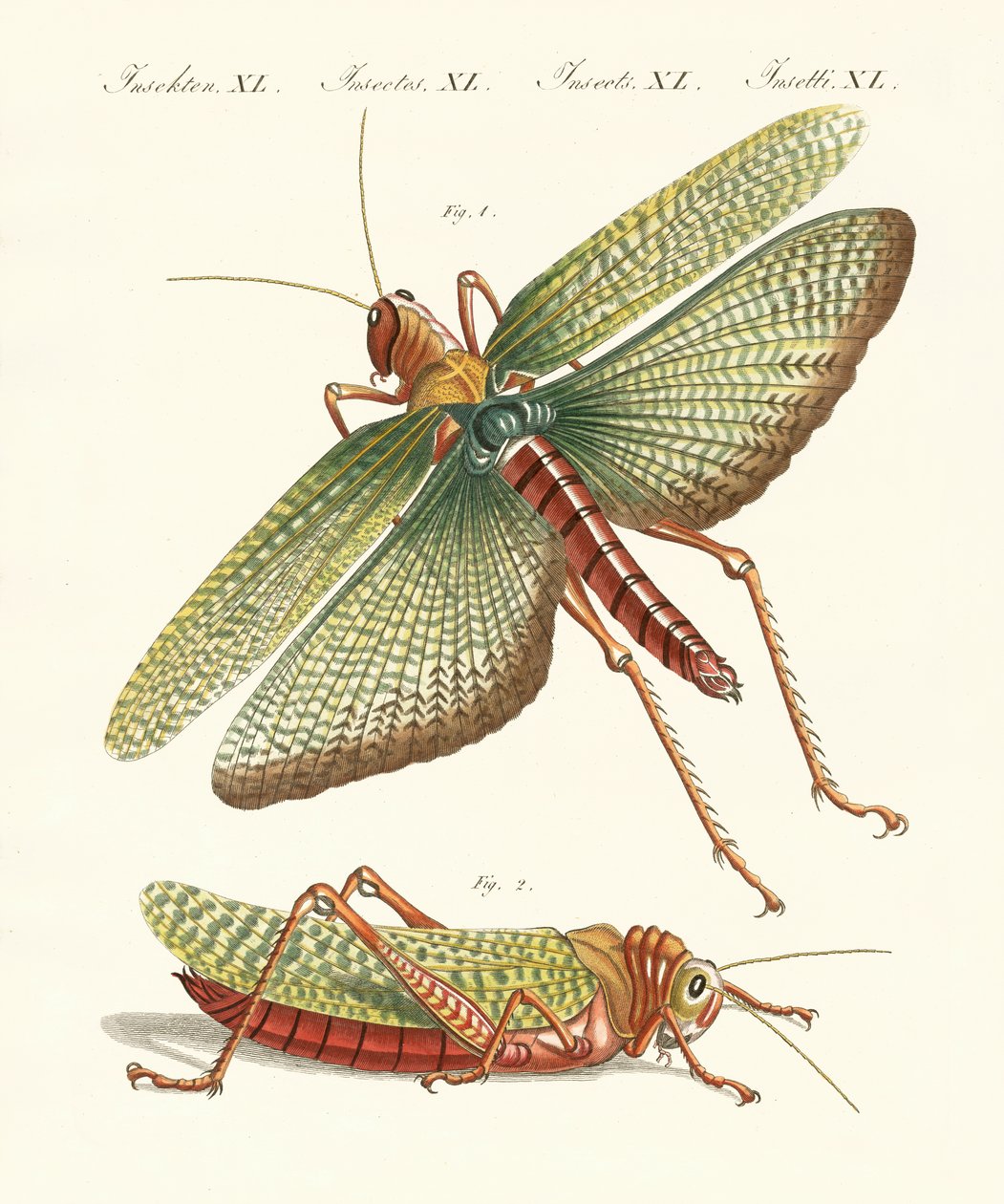 Seltsame Insekten von German School