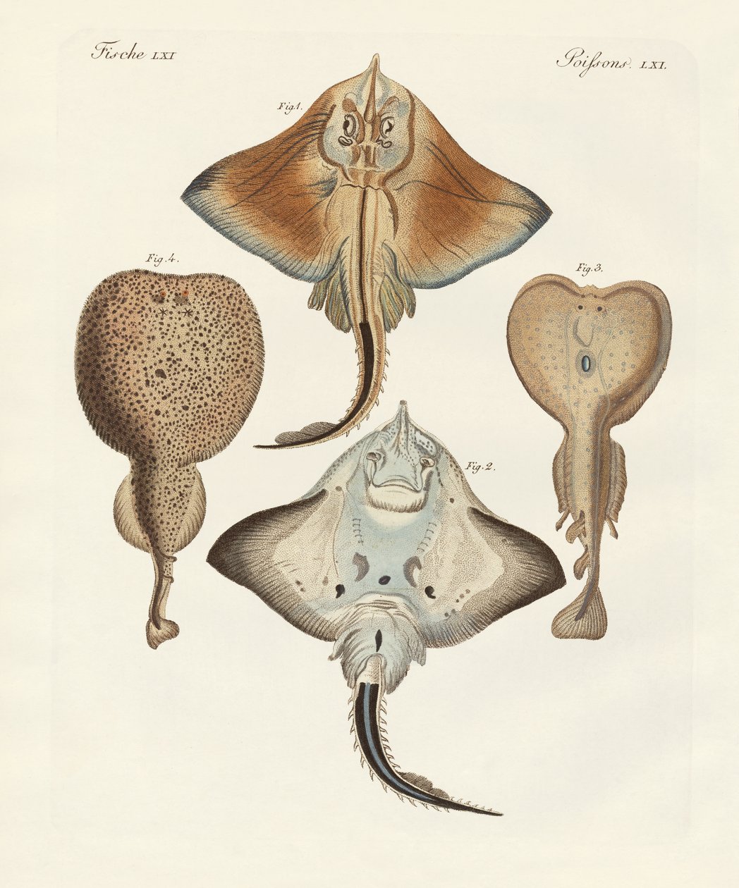 Seltsame Rochen von German School