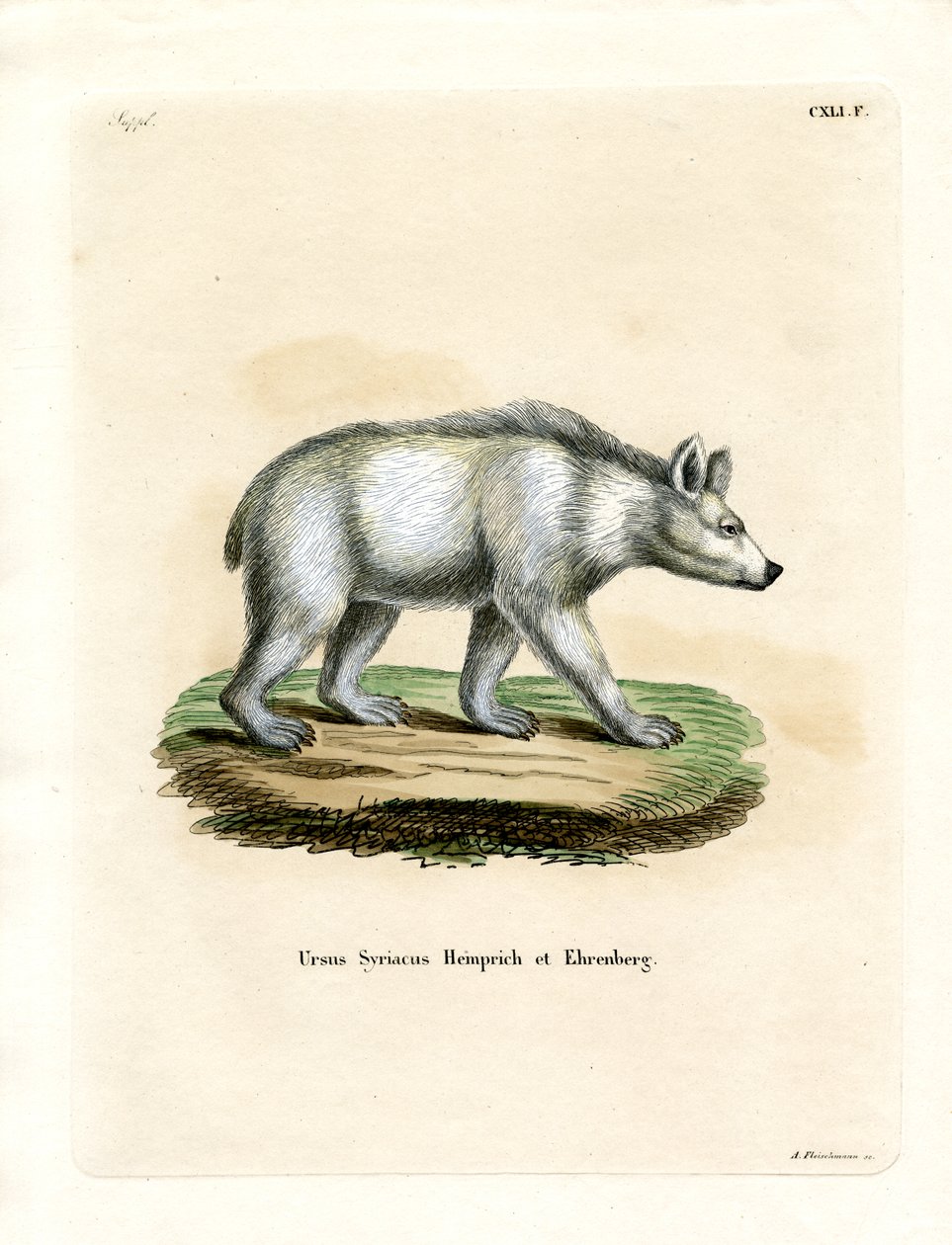 Syrischer Braunbär von German School