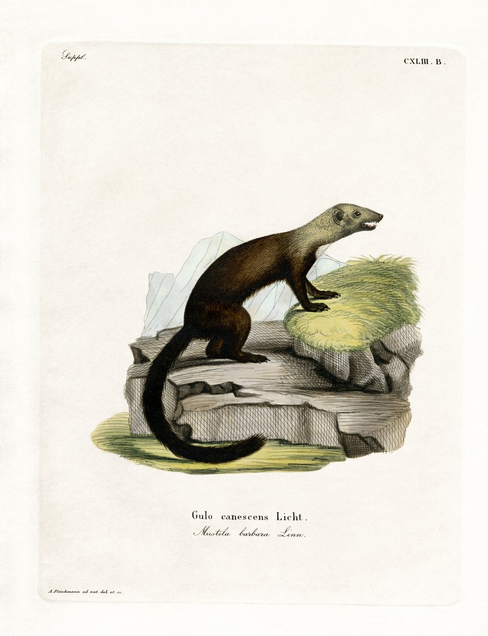 Tayra von German School