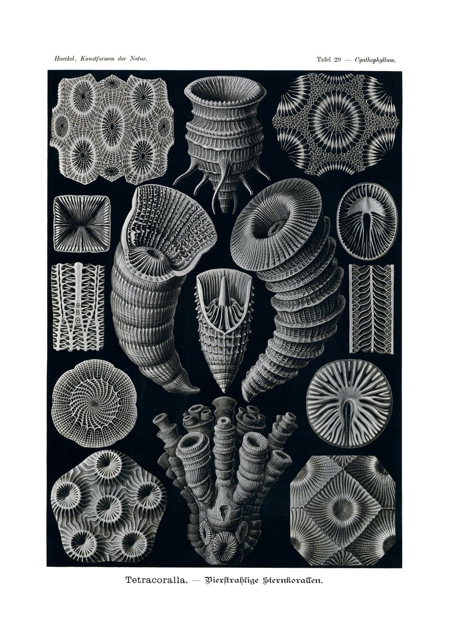 Tetracoralla von German School