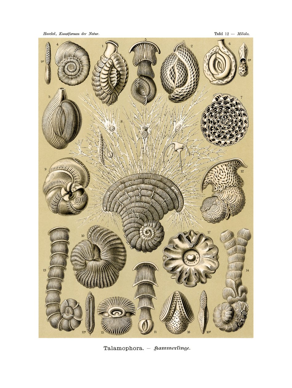 Thalamophora von German School