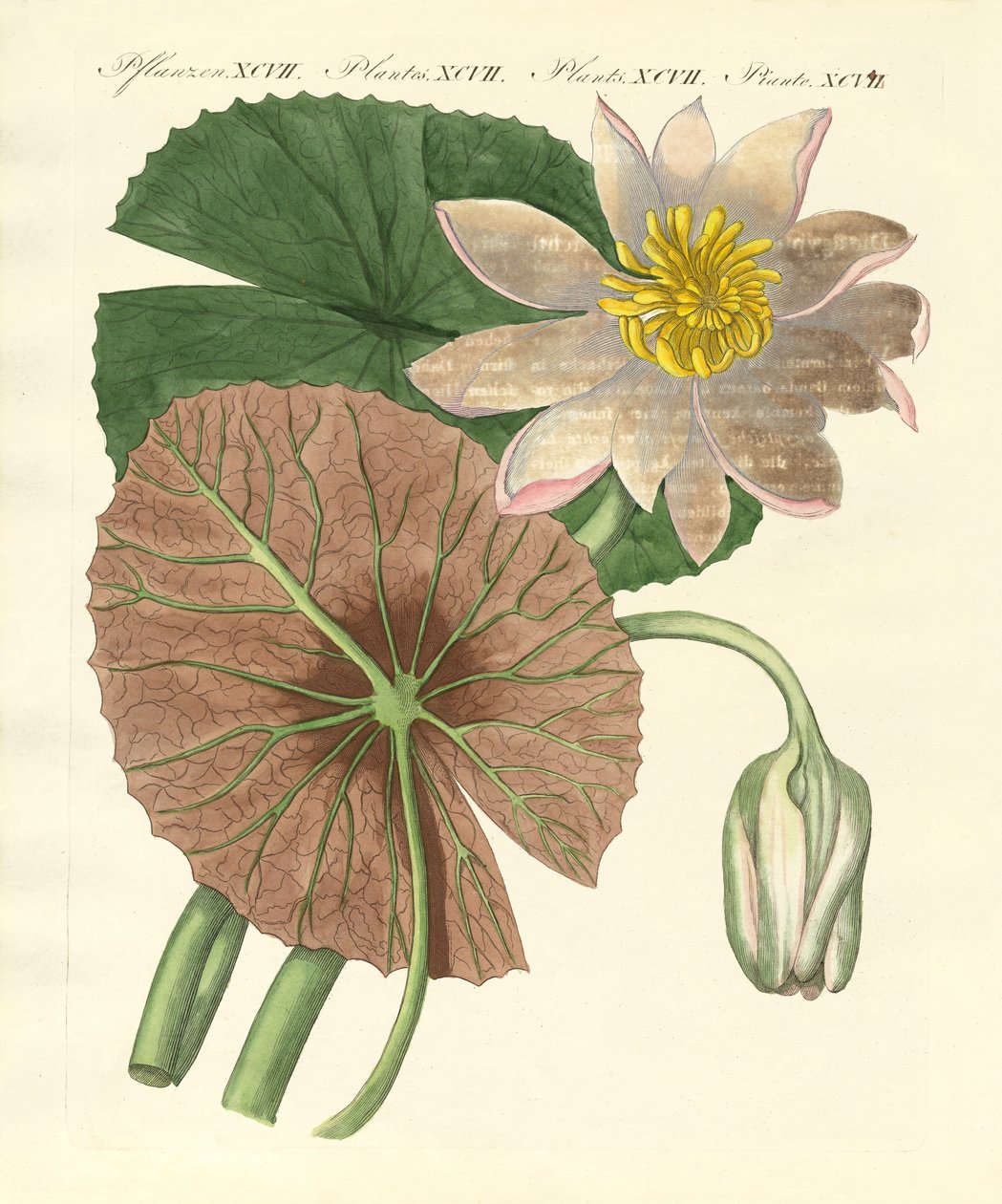 Die echte Lotusblume von German School
