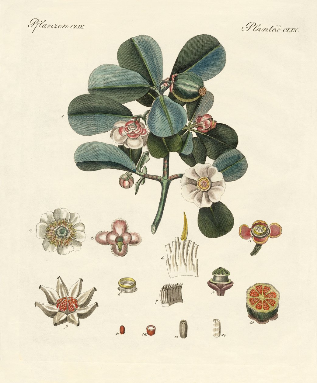 Die rosafarbene Clusia von German School
