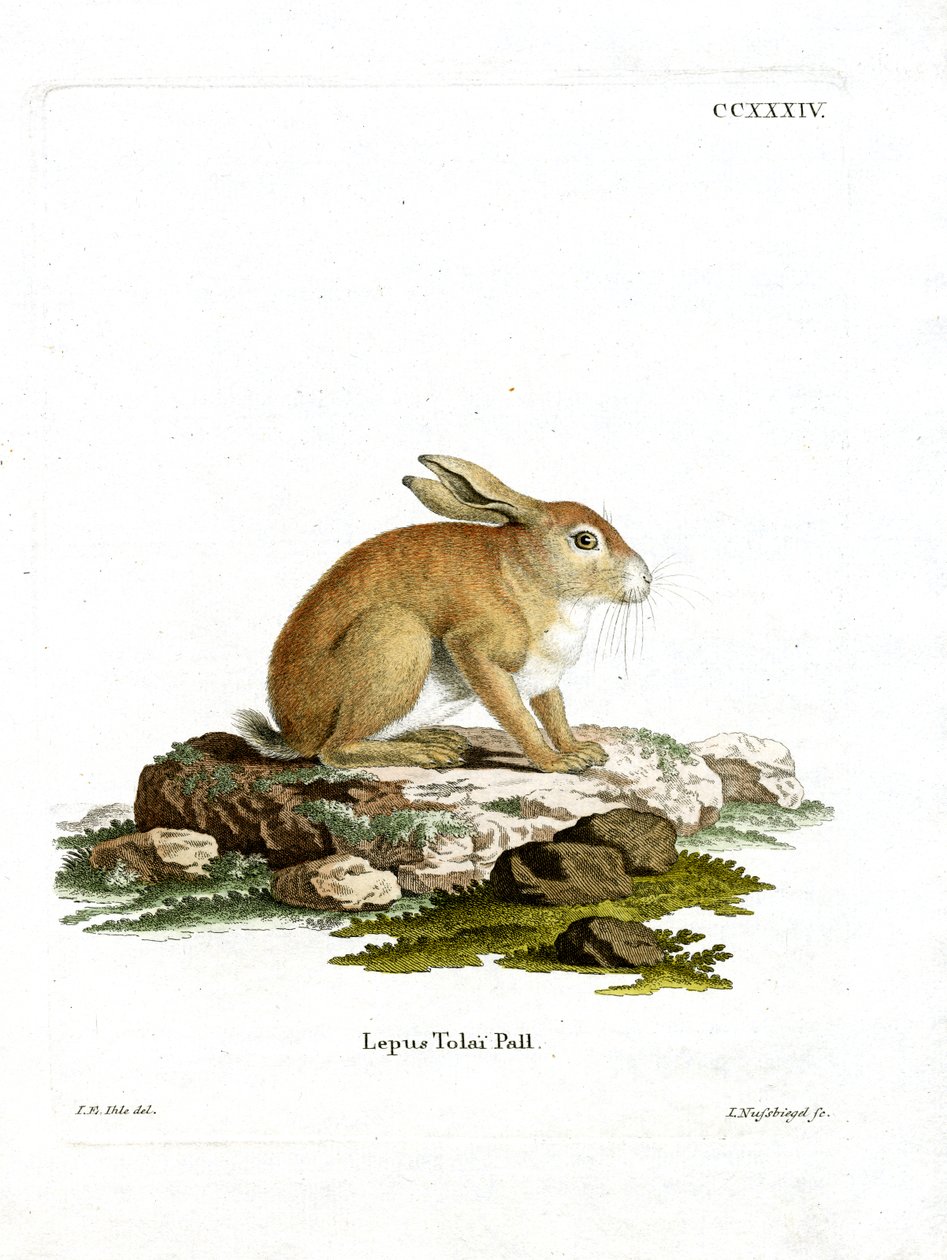 Tolai-Hase von German School