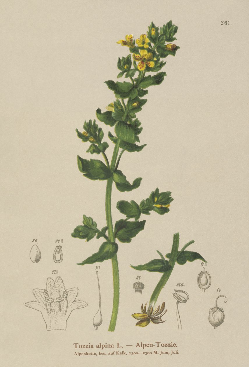 Tozzia (Tozzia alpina) von German School