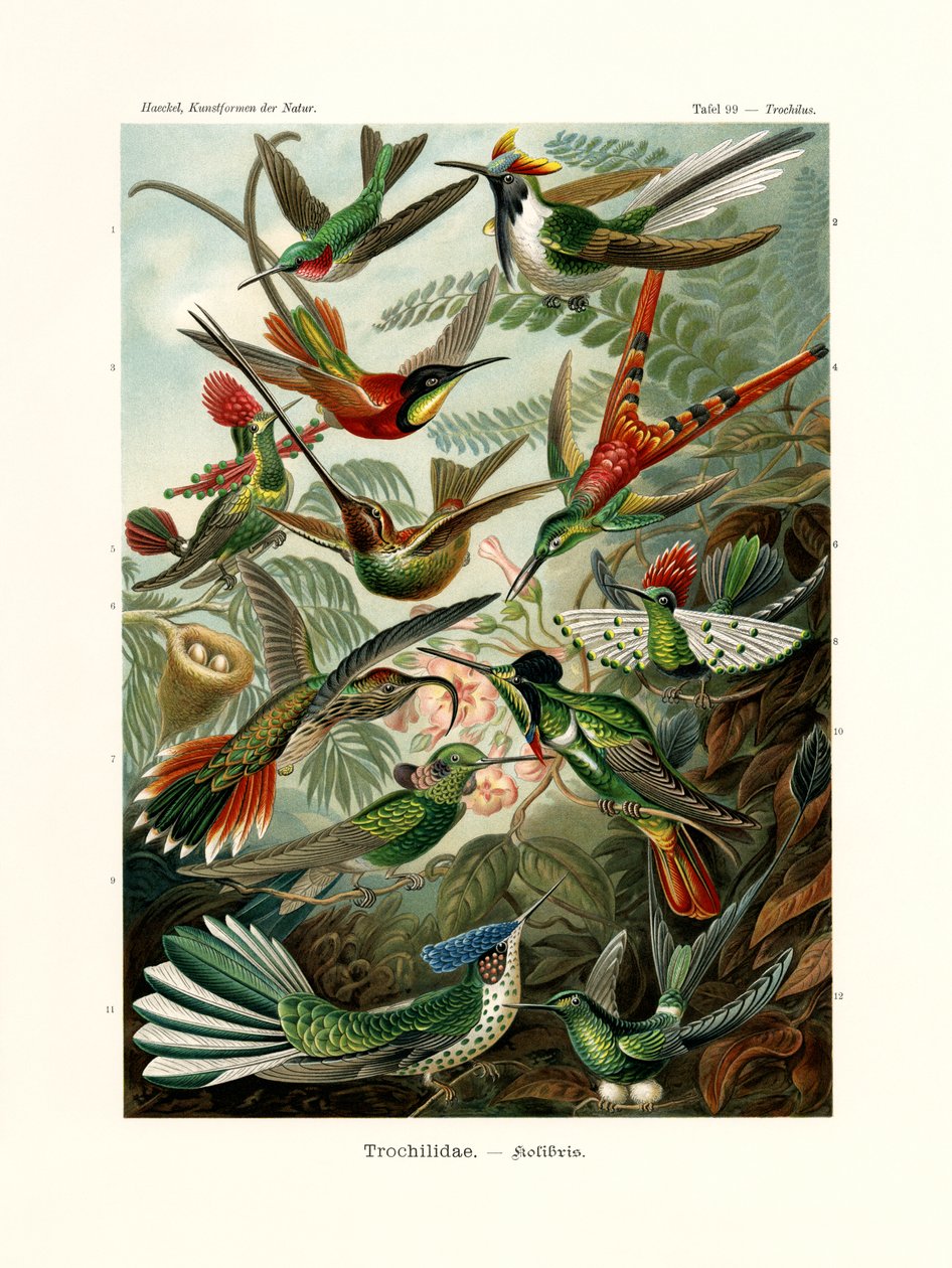 Trochilidae von German School