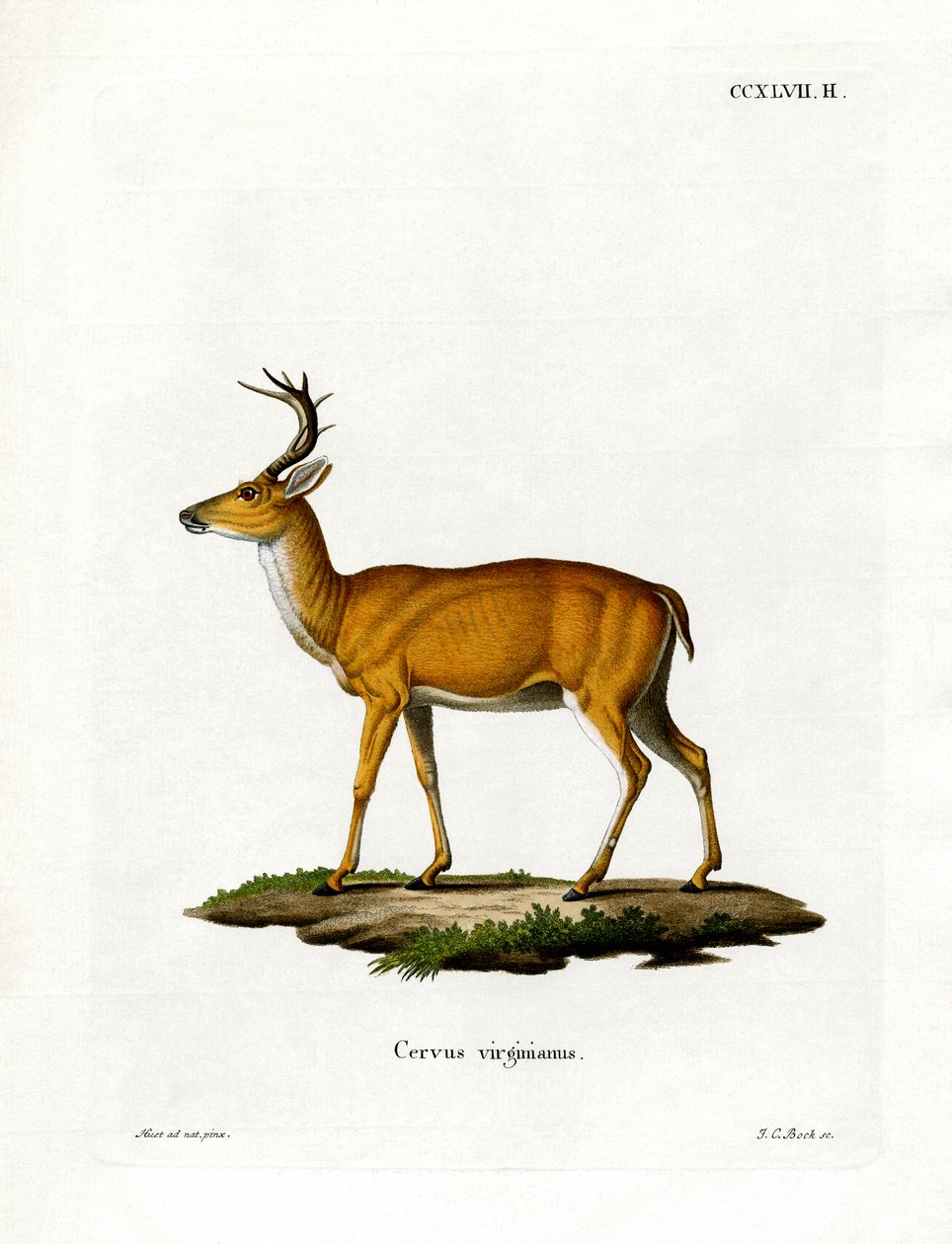 Virginiarotwild (farbige Gravur) von German School