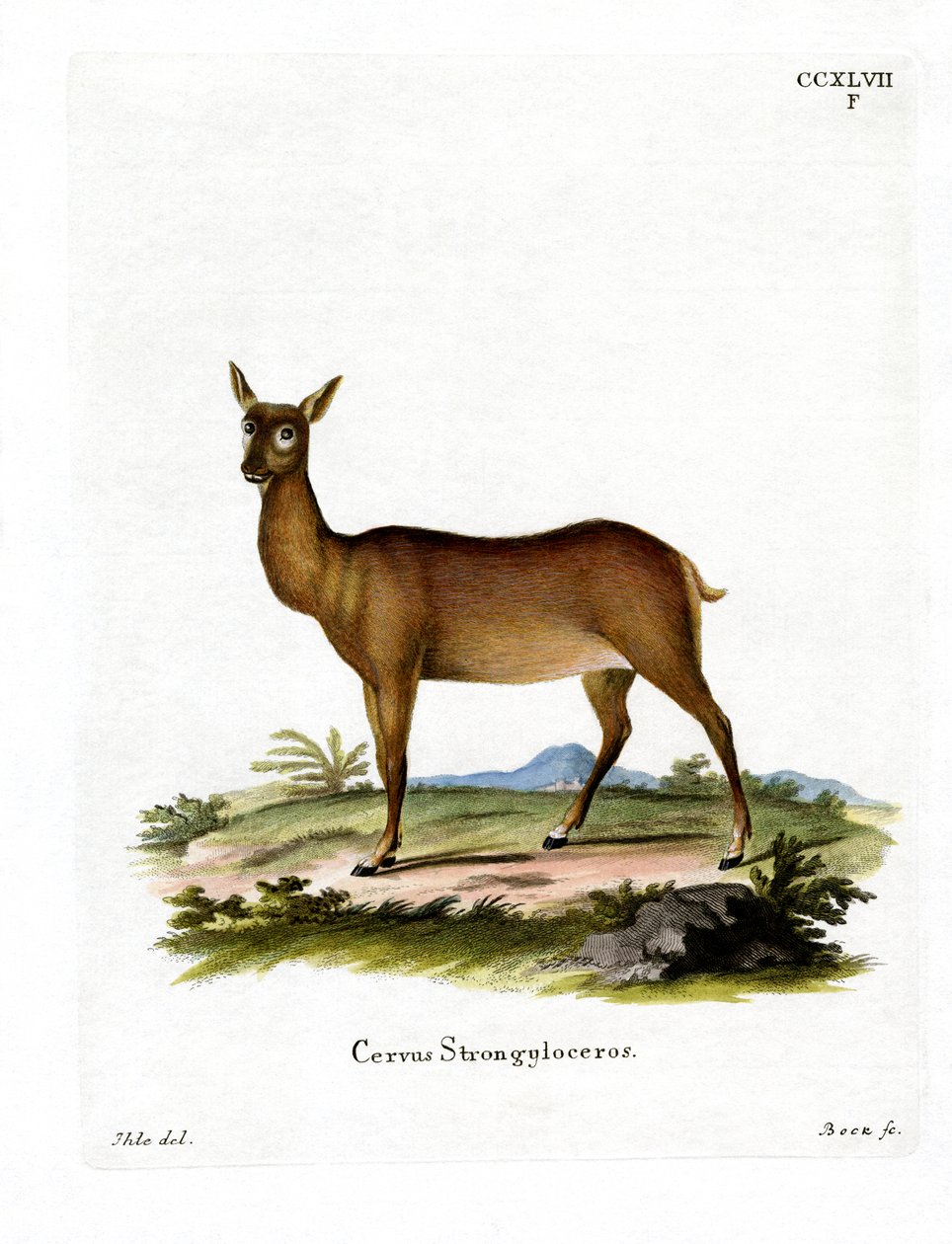 Wapiti von German School