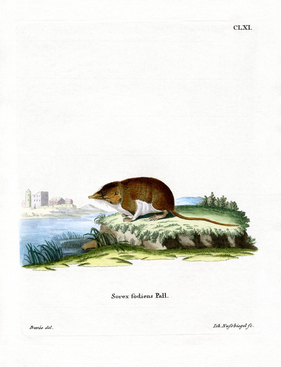 Wasserspitzmaus von German School