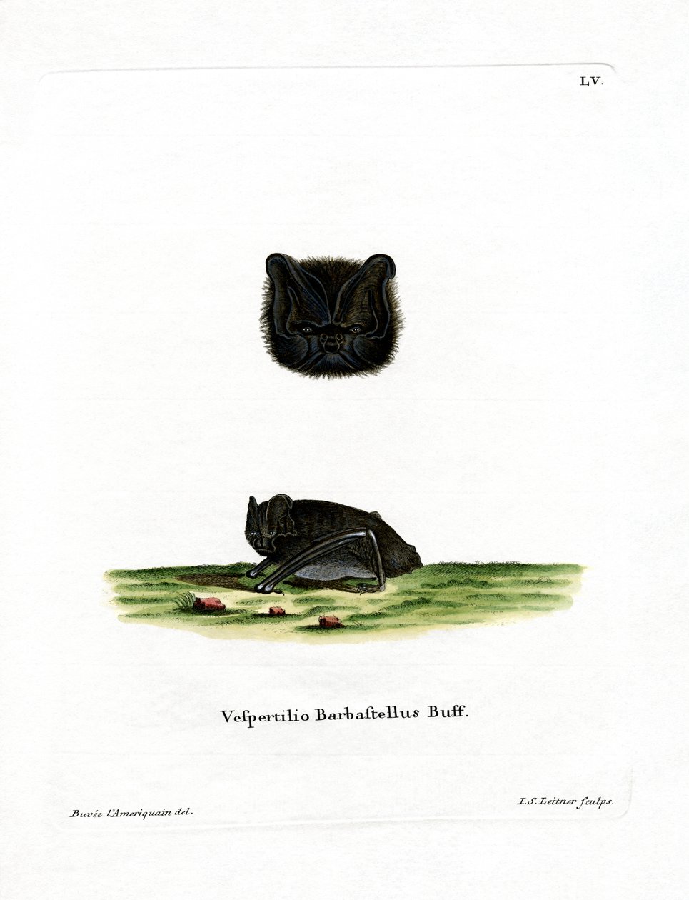 Westliche Barbastelle von German School