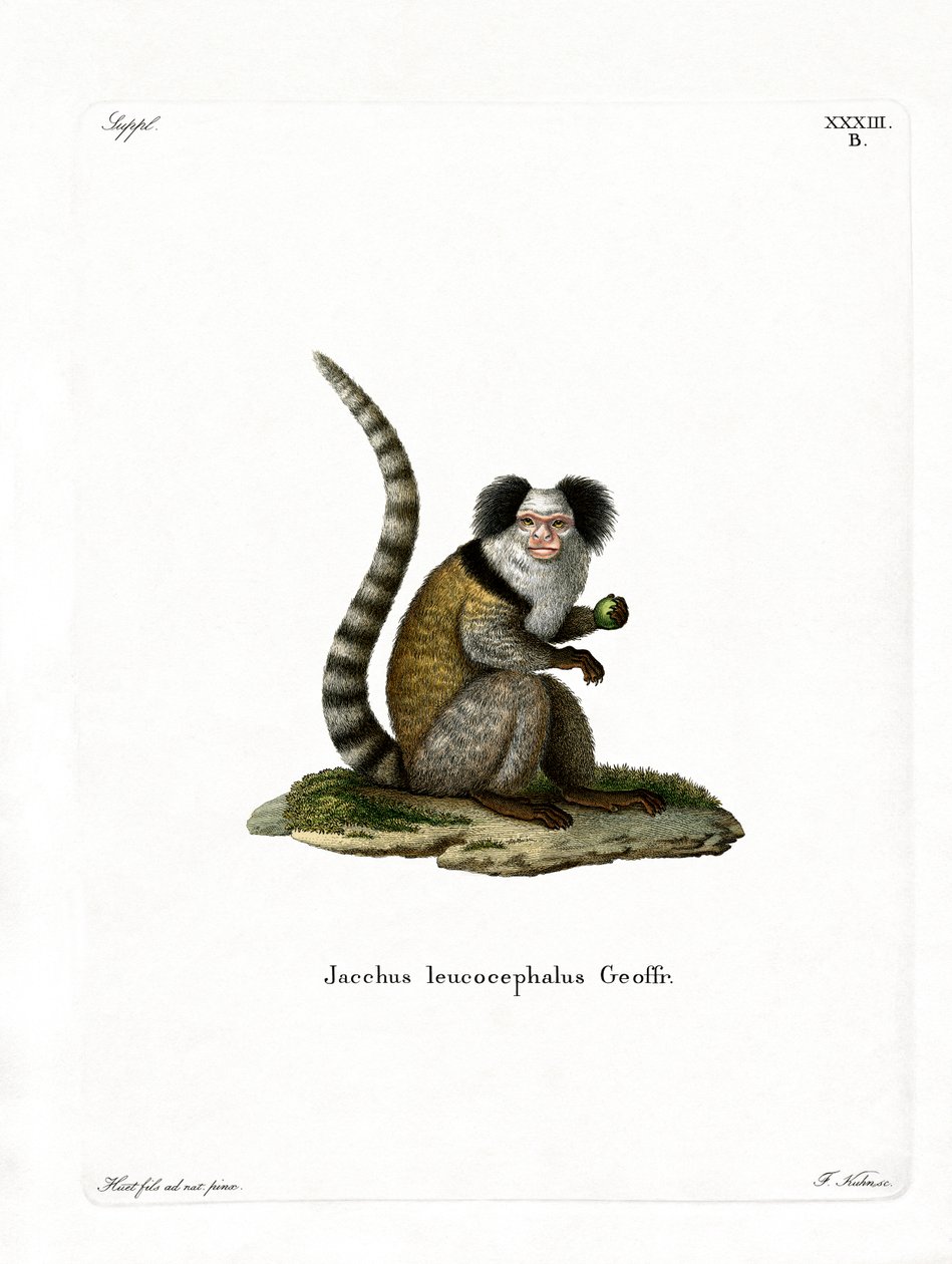 Weißkopf-Marmoset von German School