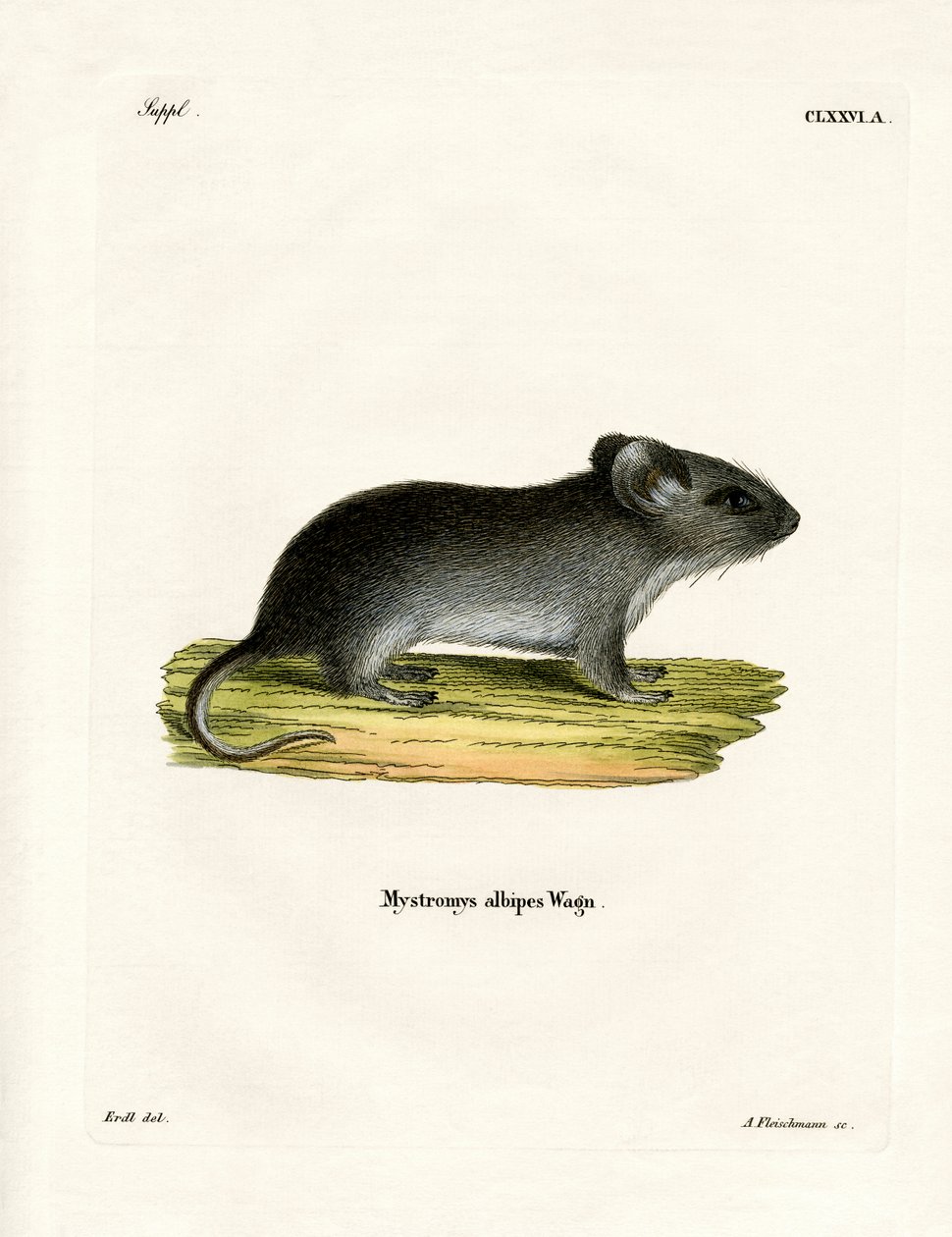 Weißschwanzmaus von German School