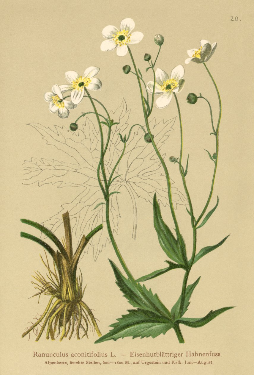 Weiße Knopfblume (Ranunculus aconitifolius) von German School