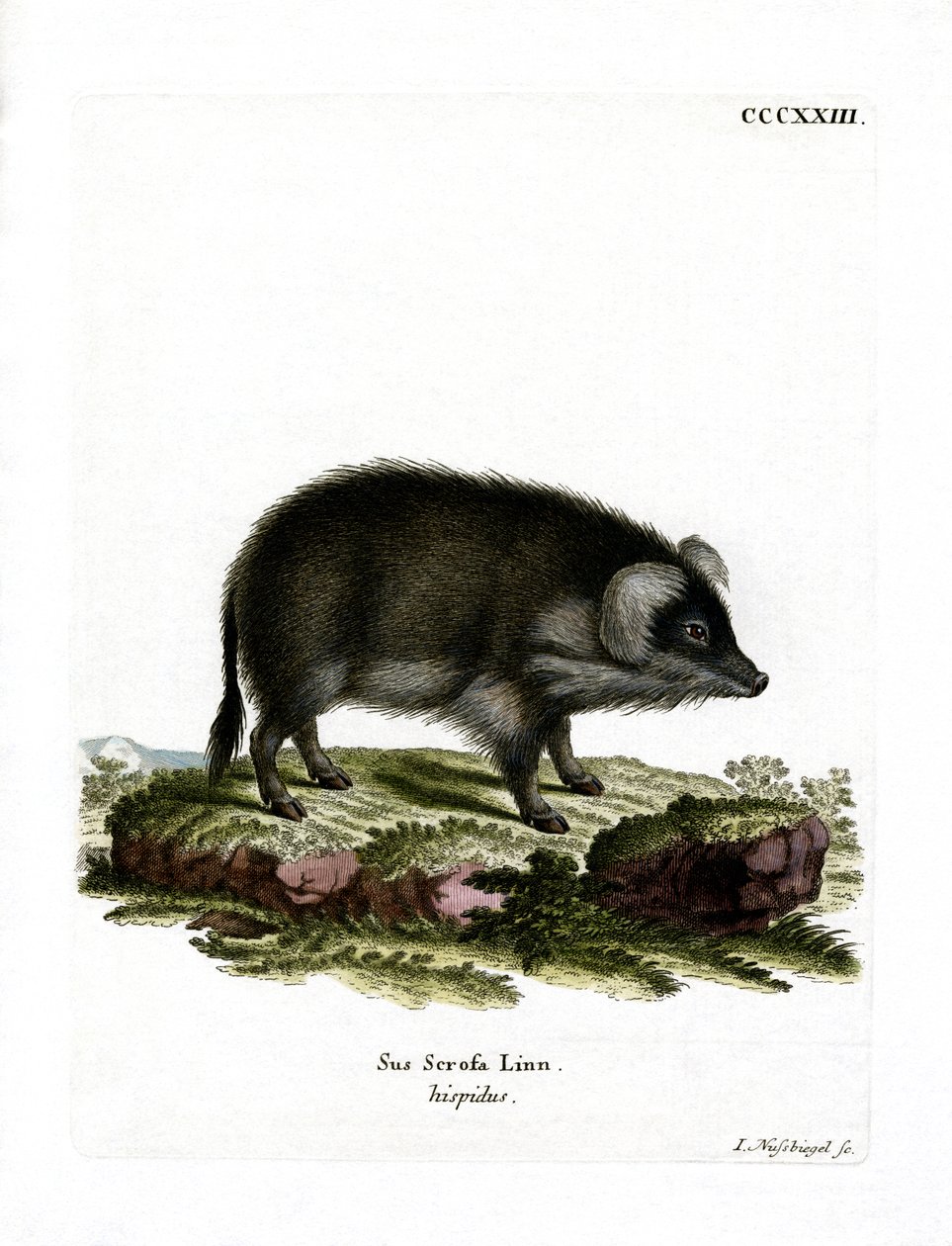 Wildschwein von German School