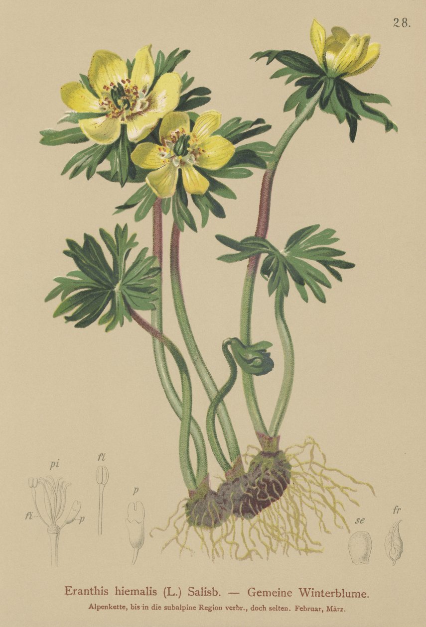 Winterling (Eranthis hiemalis, Eranthis hyemalis) von German School
