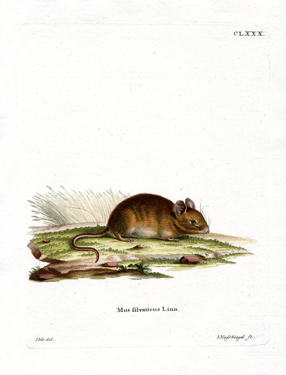 Waldmaus von German School