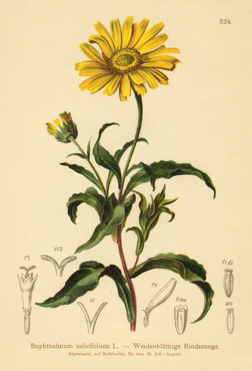Weidenblättriges Ochsenauge (Buphthalmum salicifolium) von German School